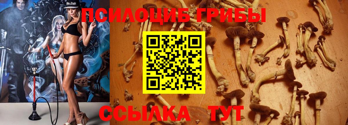 Псилоцибиновые грибы Psilocybe Богданович