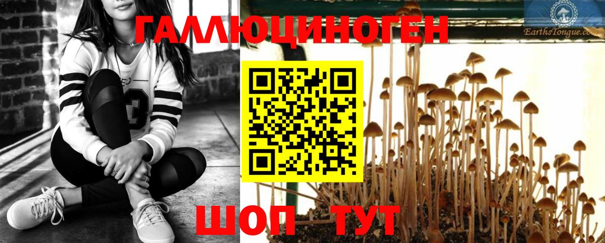 Псилоцибиновые грибы Богданович