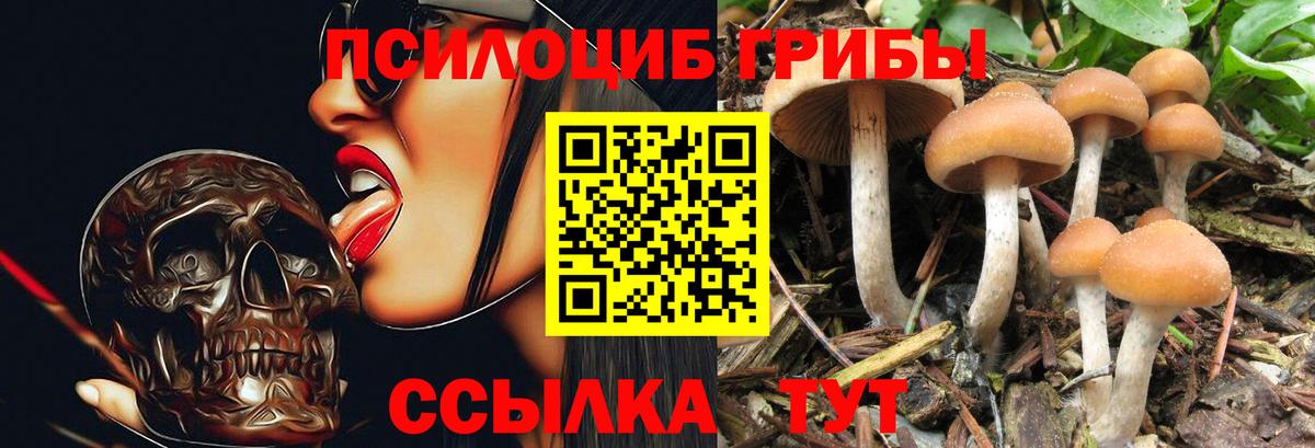 Богданович  Псилоцибиновые грибы мицелий  Вход с VPN 